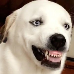 Meet your Posher, Morgan